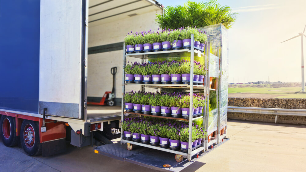 transport roślin