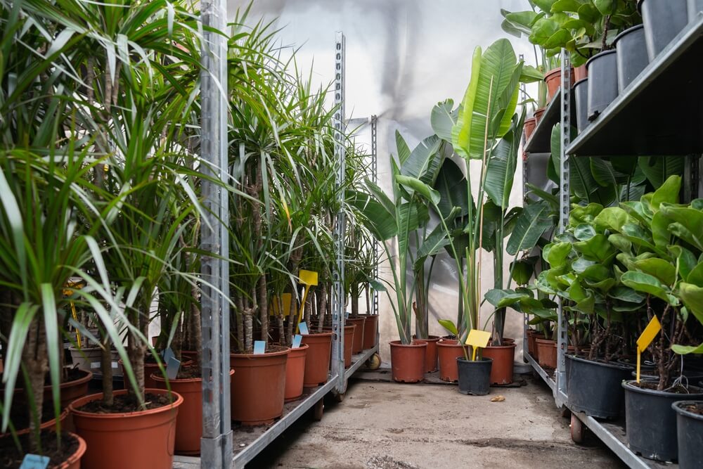 Transport roślin doniczkowych – czy wymaga specjalnych warunków temperatury?